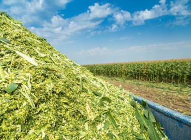 corn silage
